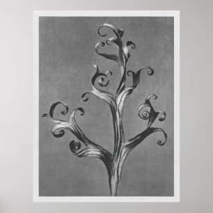 Asclepias Syriaca (Common Milkweed) enlarged 18 ti Poster