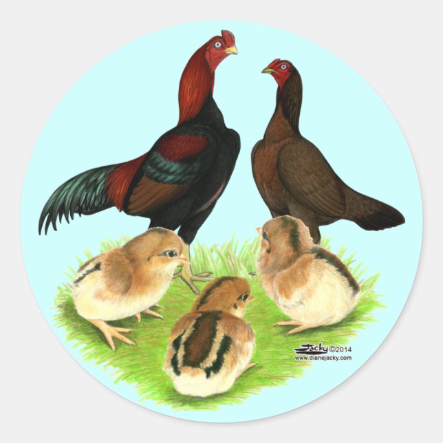 Aseel Black Red Chicken Family Classic Round Sticker (Front)