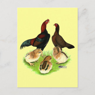 Aseel Black Red Chicken Family Postcard
