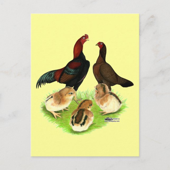 Aseel Black Red Chicken Family Postcard (Front)