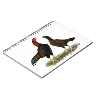 Aseel Black Red Chickens Notebook