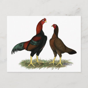 Aseel Black Red Chickens Postcard