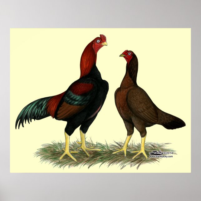 Aseel Black Red Chickens Poster (Front)