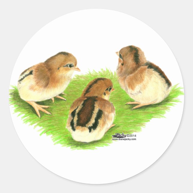 Aseel Black Red Chicks Classic Round Sticker (Front)