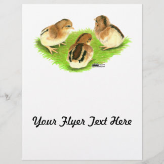 Aseel Black Red Chicks Flyer