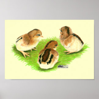 Aseel Black Red Chicks Poster