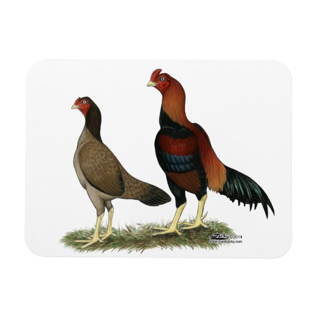 Aseel Wheaten Chickens Magnet (Horizontal)