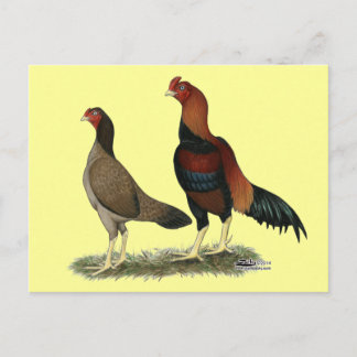 Aseel Wheaten Chickens Postcard