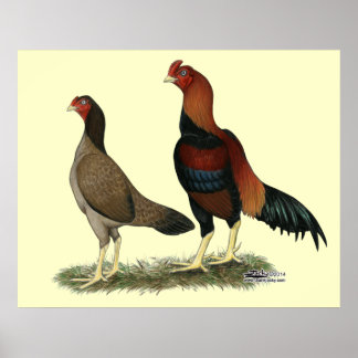 Aseel Wheaten Chickens Poster