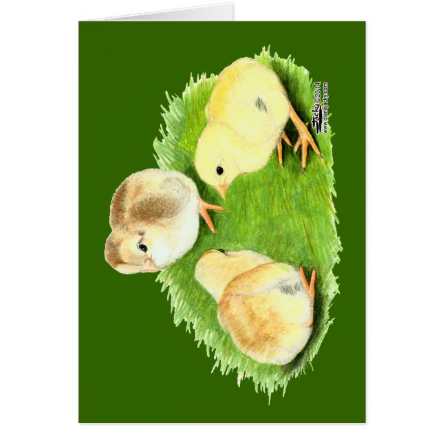 Aseel Wheaten Chicks (Front)