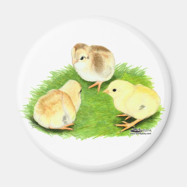 Aseel Wheaten Chicks Magnet (Front)