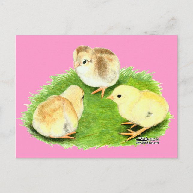 Aseel Wheaten Chicks Postcard (Front)