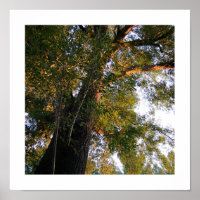 Ash Tree Photo
