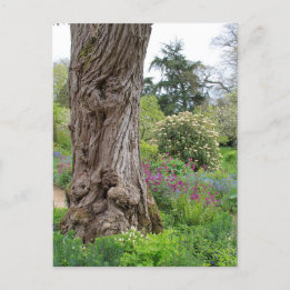 Ash Tree Textured Bark Patterns Hidcote Garden Postcard