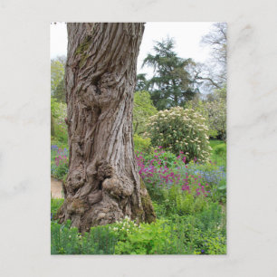 Ash Tree Textured Bark Patterns Hidcote Garden Postcard