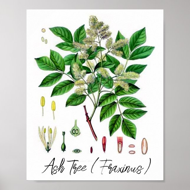 Ash Tree Vintage Botanical Illustration  Poster (Front)