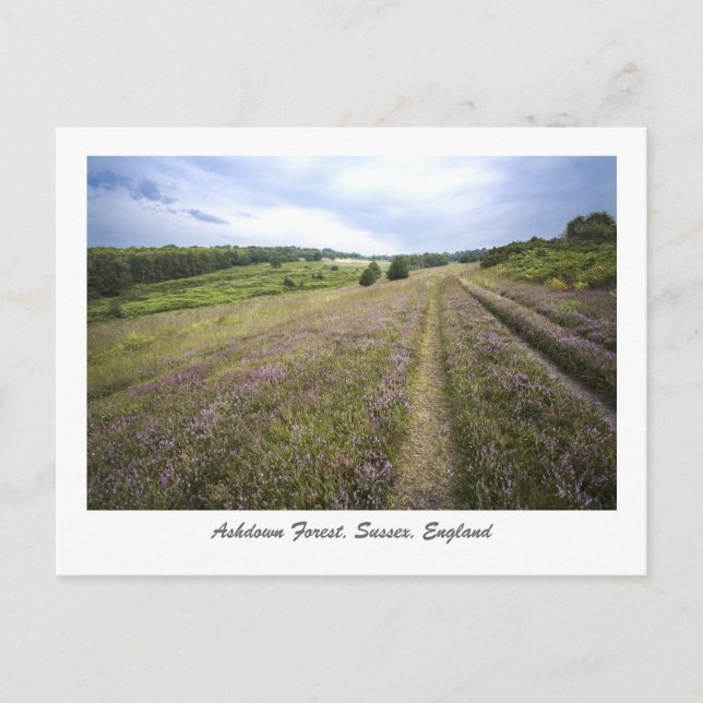 Ashdown Forest Postcard (Front)