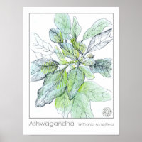 Ashwagahanda Plant Health Medicinal Herb