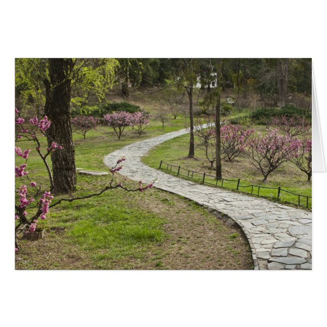 Asia, China, Beijing. Spring blossoms along (Front Horizontal)