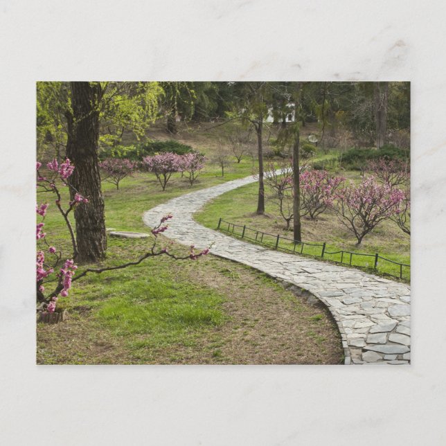 Asia, China, Beijing. Spring blossoms along Postcard (Front)
