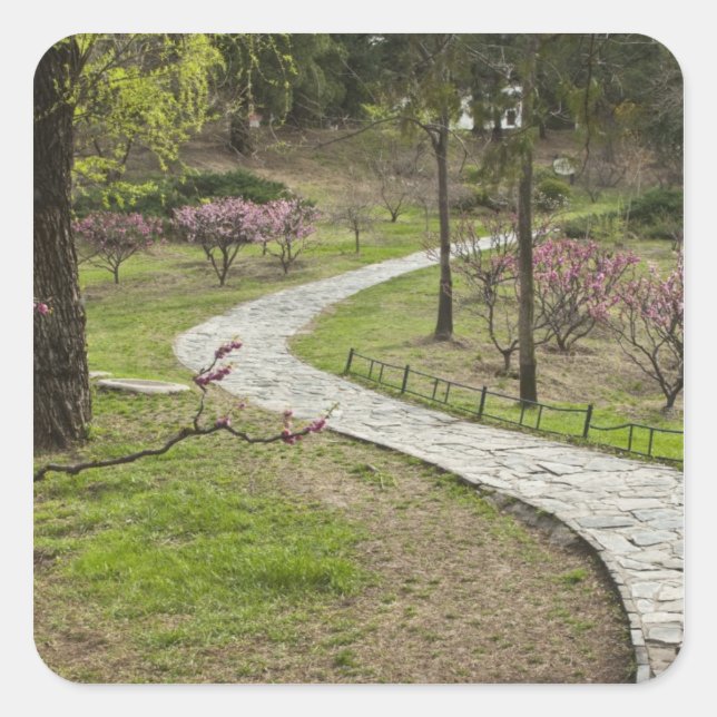 Asia, China, Beijing. Spring blossoms along Square Sticker (Front)