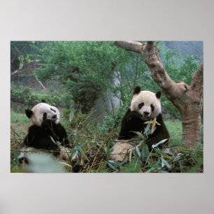 Asia, China, Chengdu. Giant Panda Sanctuary - 2 Poster