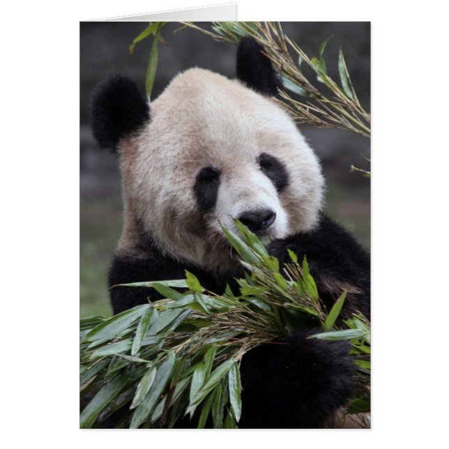 Asia, China Chongqing. Giant Panda (Front)