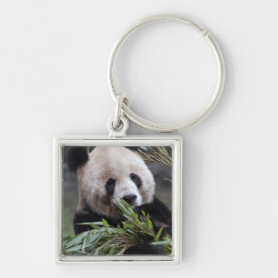 Asia, China Chongqing. Giant Panda Key Ring