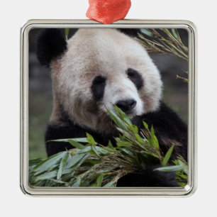 Asia, China Chongqing. Giant Panda Metal Tree Decoration