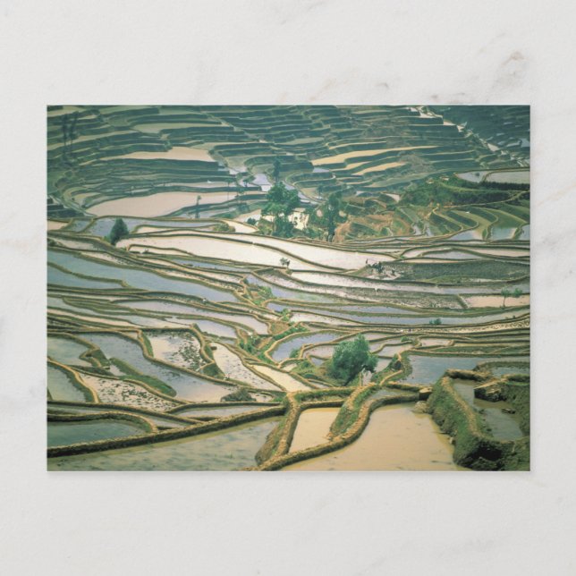 Asia, China. Flooded rice terraces near Nano Postcard (Front)