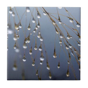 Asia, China Huansan, Dewdrops Tile
