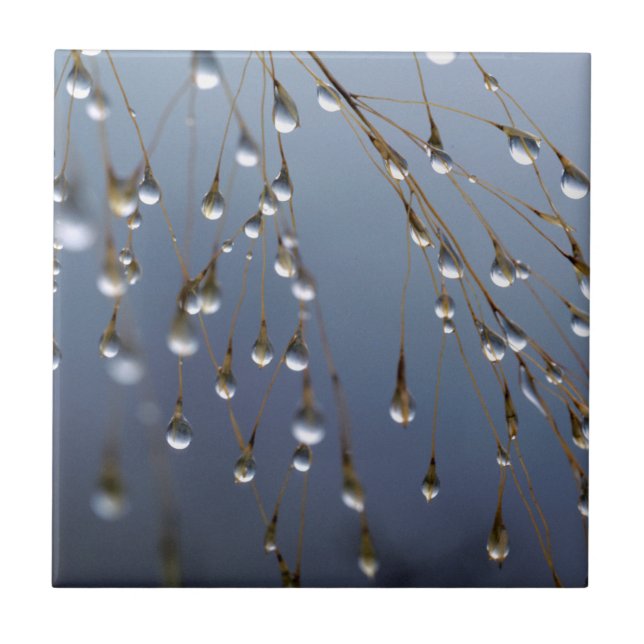 Asia, China | Huansan, Dewdrops Tile (Front)
