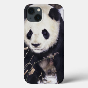 Asia, China, Sichuan Province. Giant Panda in 2 iPhone 13 Case