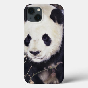 Asia, China, Sichuan Province. Giant Panda in 2 iPhone 13 Case