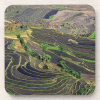 Asia, China, Yunnan, Honghe. Rice Terraces near