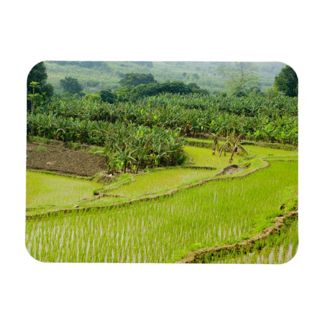 Asia, China, Yunnan Province, Honghe. Banana Magnet (Horizontal)