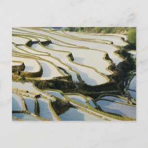 Asia, China, Yunnan Province, Yuanyang County. Postcard