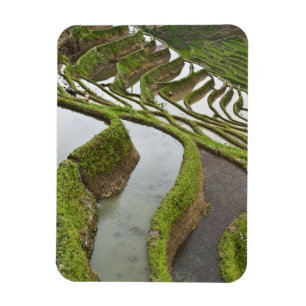 Asia, China, Yunnan, Yuanyang. Flooded rice Magnet