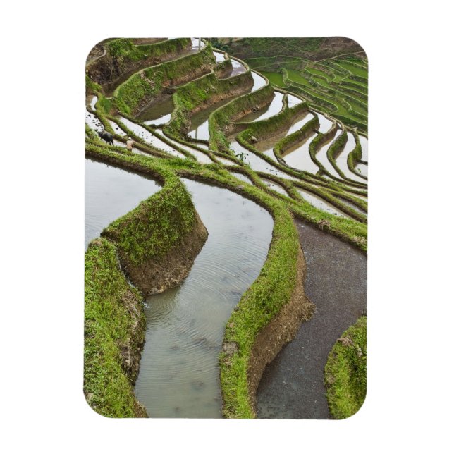 Asia, China, Yunnan, Yuanyang. Flooded rice Magnet (Vertical)