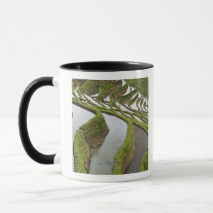Asia, China, Yunnan, Yuanyang. Flooded rice Mug