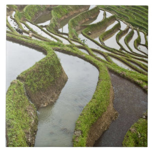 Asia, China, Yunnan, Yuanyang. Flooded rice Tile