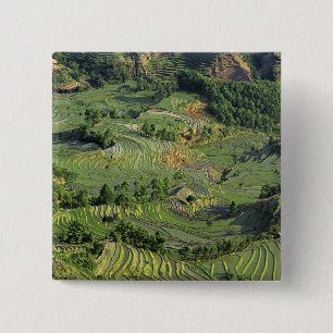 Asia, China, Yunnan, Yuanyang. Pattern of green 2 15 Cm Square Badge