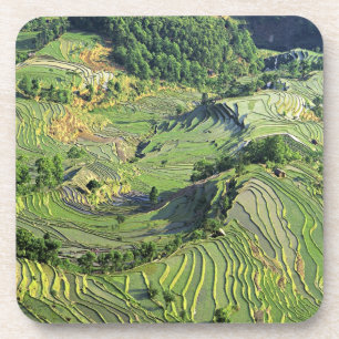 Asia, China, Yunnan, Yuanyang. Pattern of green Coaster