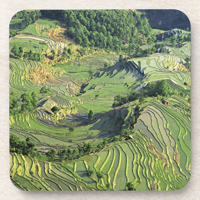Asia, China, Yunnan, Yuanyang. Pattern of green Coaster (Front)