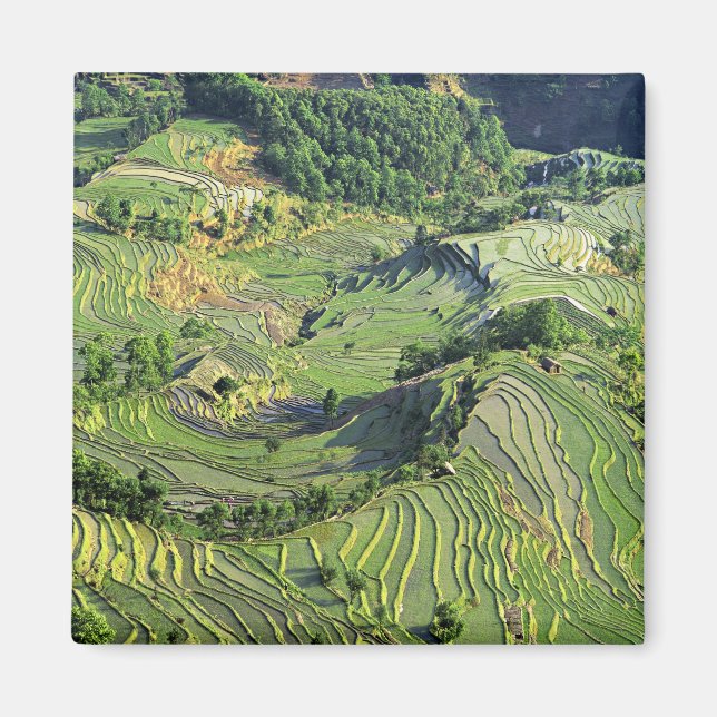 Asia, China, Yunnan, Yuanyang. Pattern of green Magnet (Front)