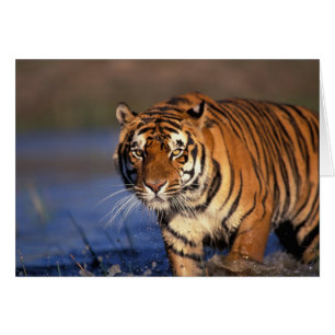 ASIA, India, Bengal Tiger Panthera tigris)