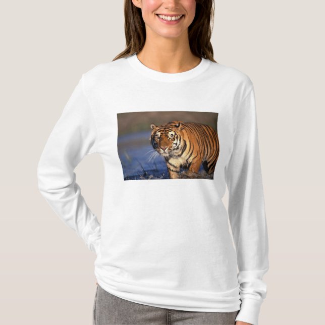 ASIA, India, Bengal Tiger Panthera tigris) T-Shirt (Front)