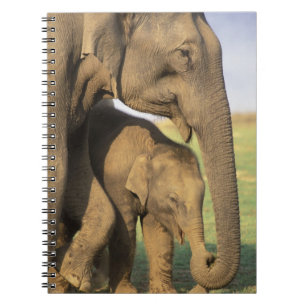 Asia, India, Nargahole National Park. Indian Spiral Notebook