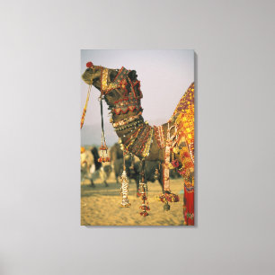 Asia, India, Pushkar. Camel Shamu , Pushkar Canvas Print