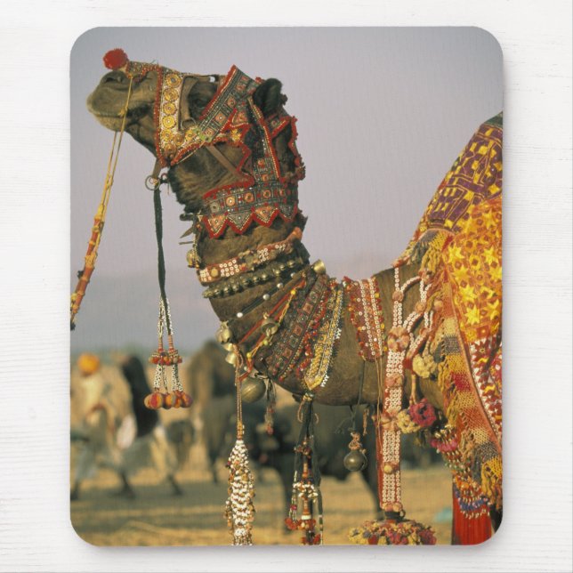 Asia, India, Pushkar. Camel Shamu , Pushkar Mouse Pad (Front)